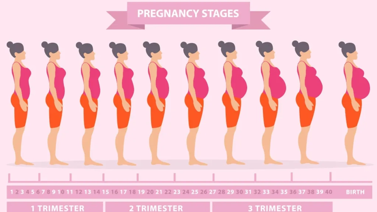 early pregnancy